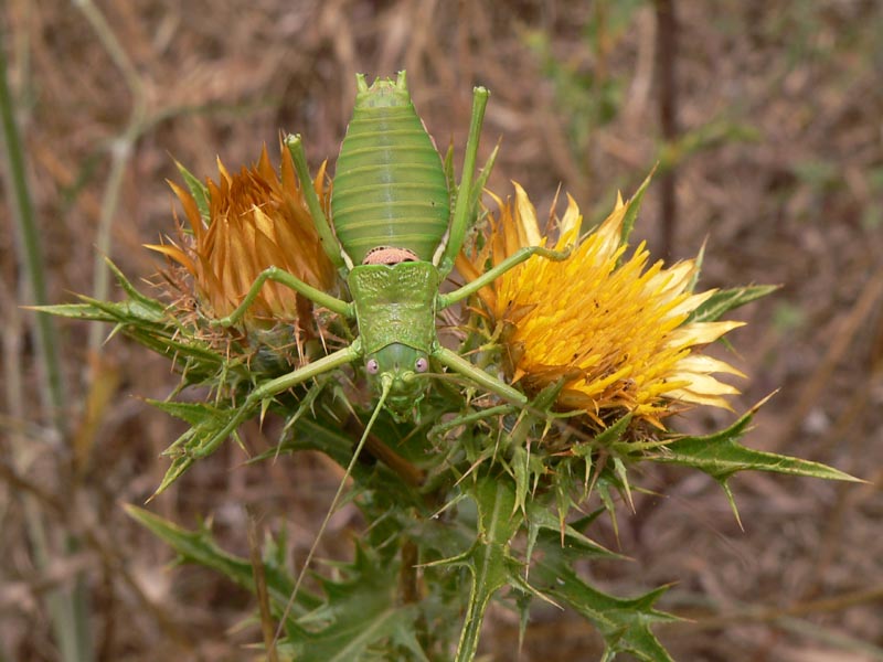 Uromenus brevicollis e Uromenus bonneti